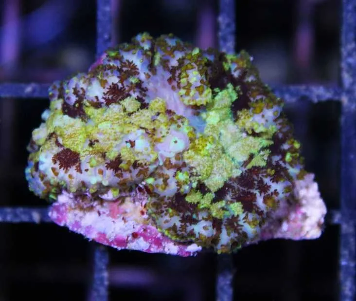 Frag Box Corals
