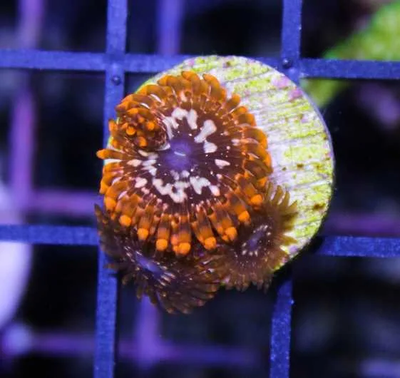 Frag Box Corals