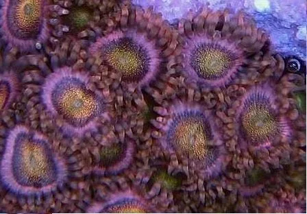 Frag Box Corals