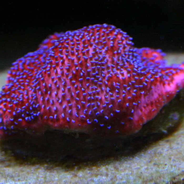 Frag Box Corals