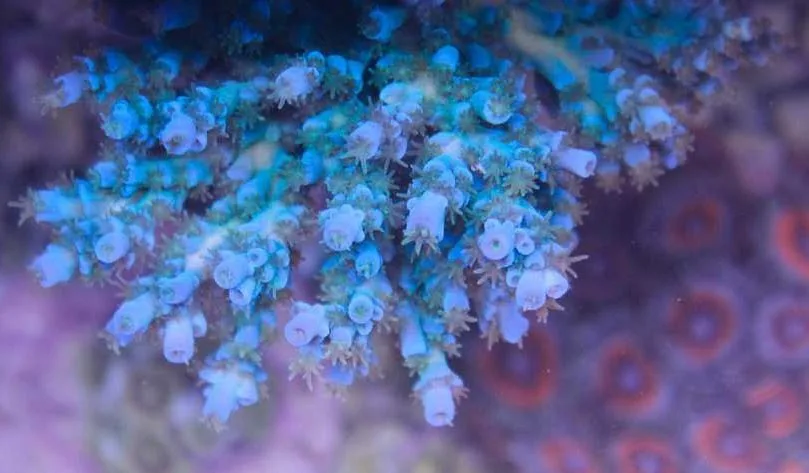 Frag Box Corals