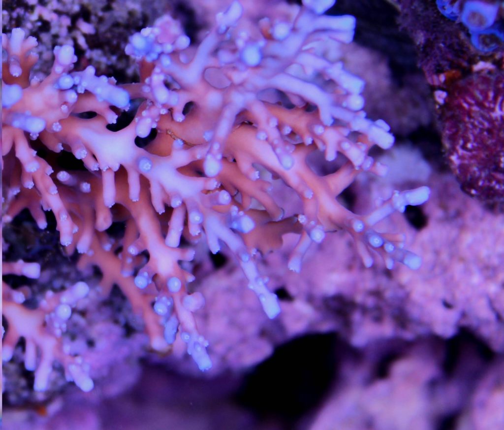 Frag Box Corals