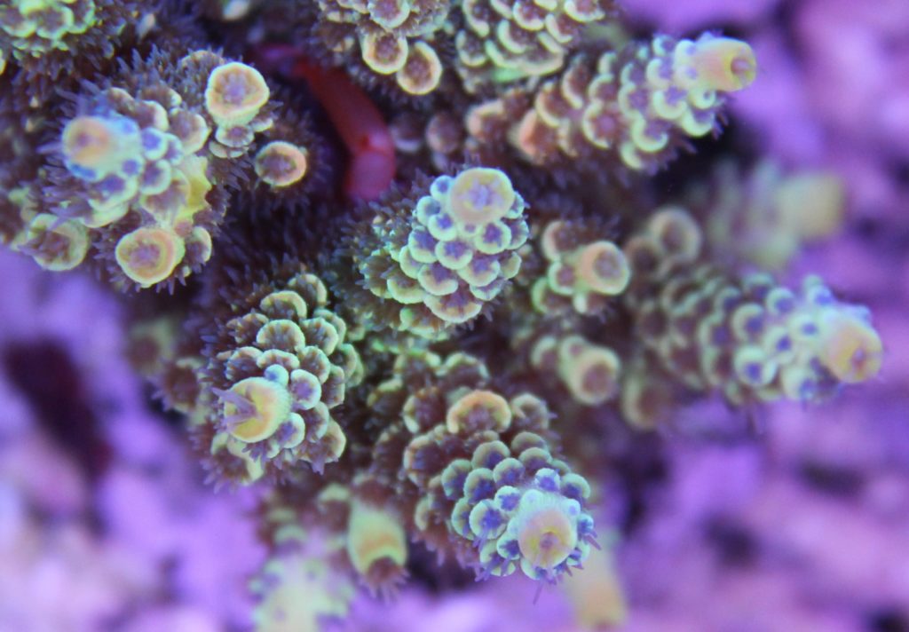 Frag Box Corals