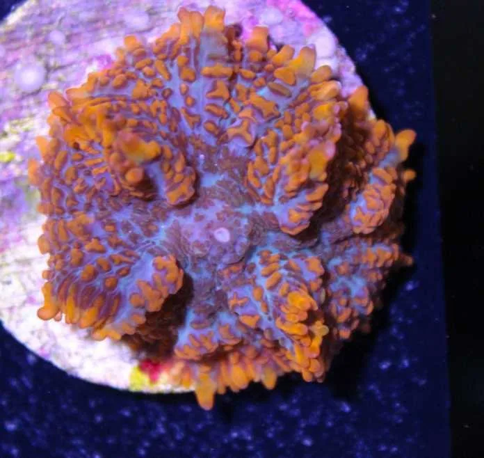 Frag Box Corals