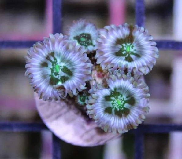 Frag Box Corals