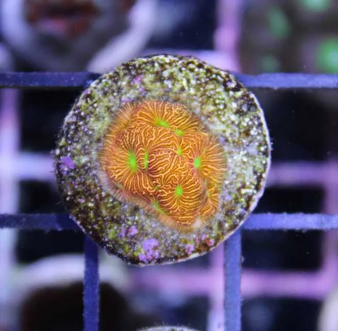Frag Box Corals