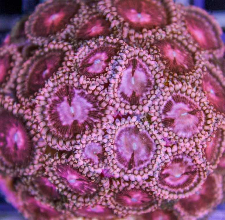 Frag Box Corals