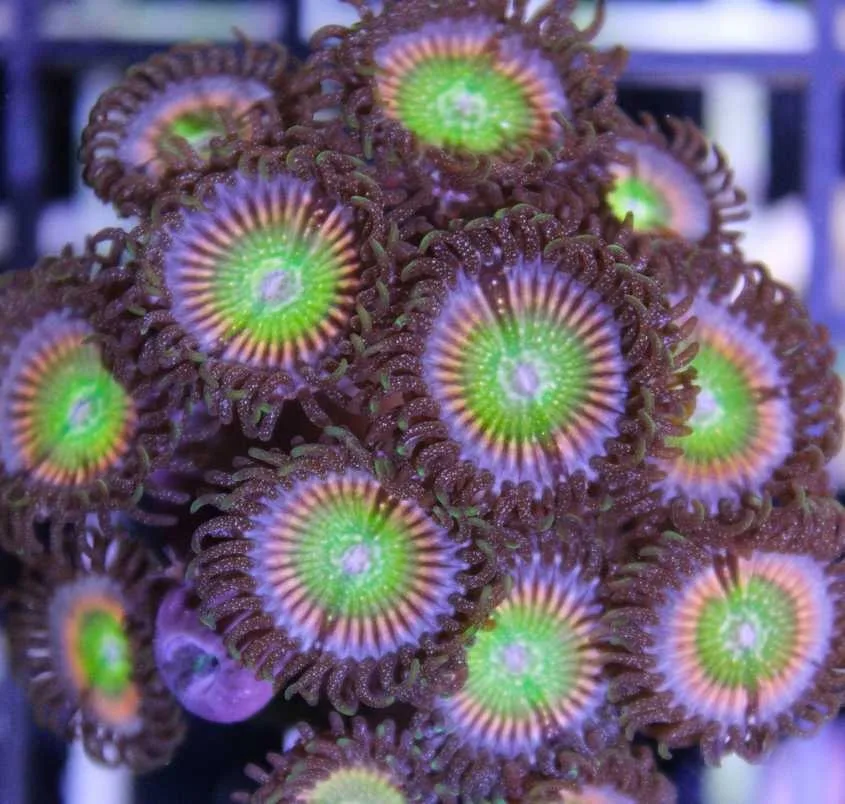 Frag Box Corals