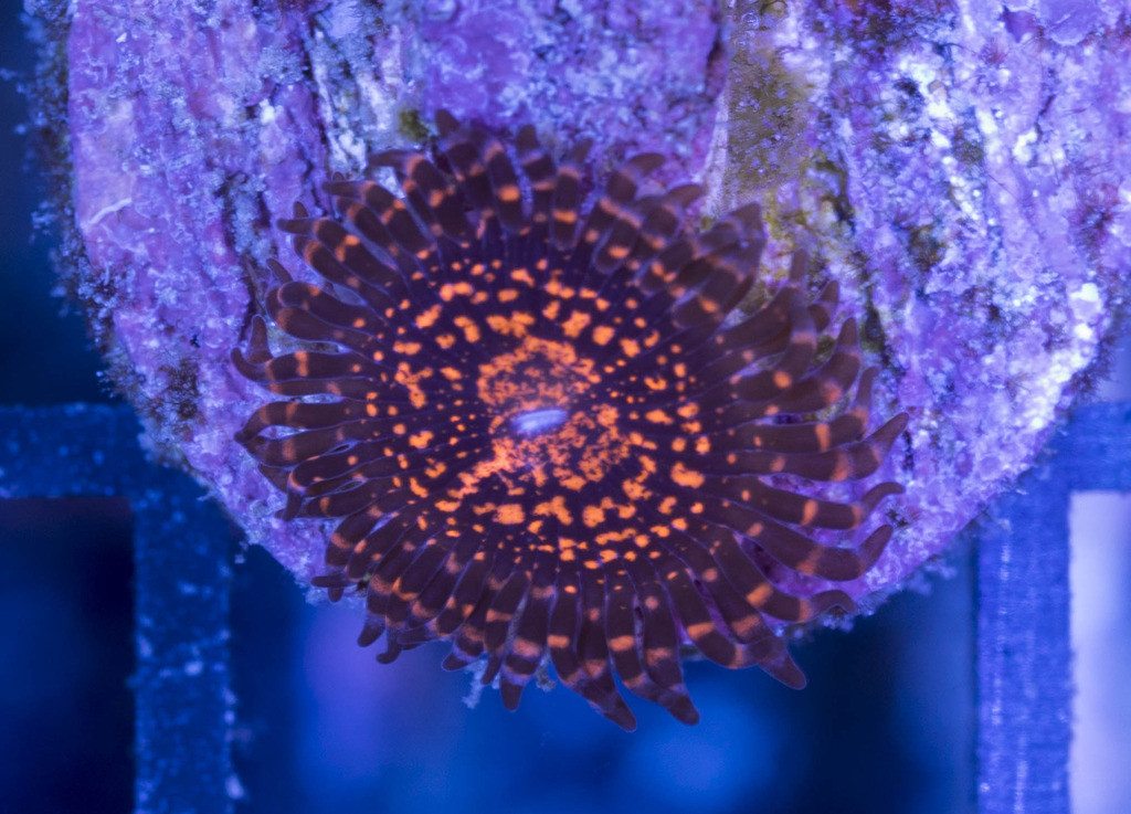 Frag Box Corals