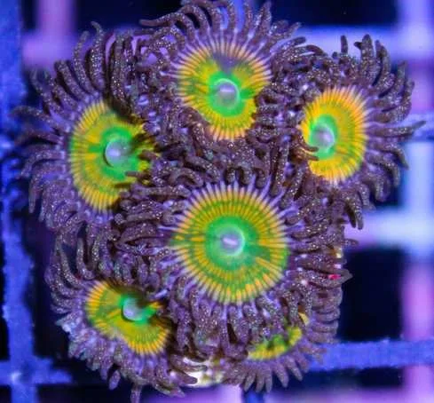 Frag Box Corals