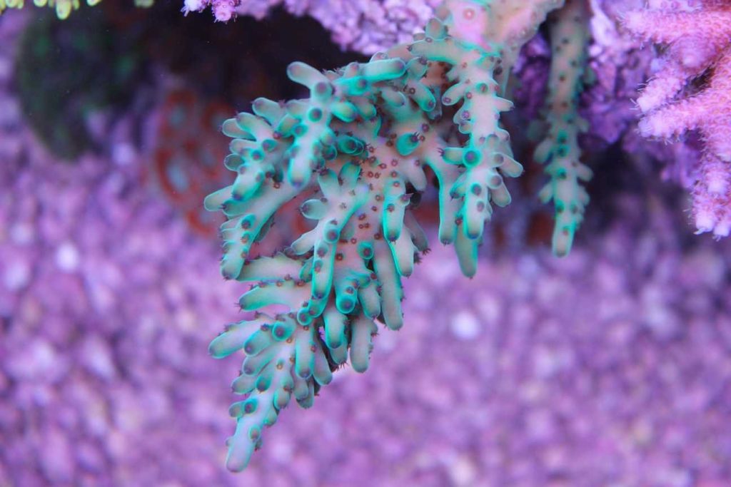 Frag Box Corals