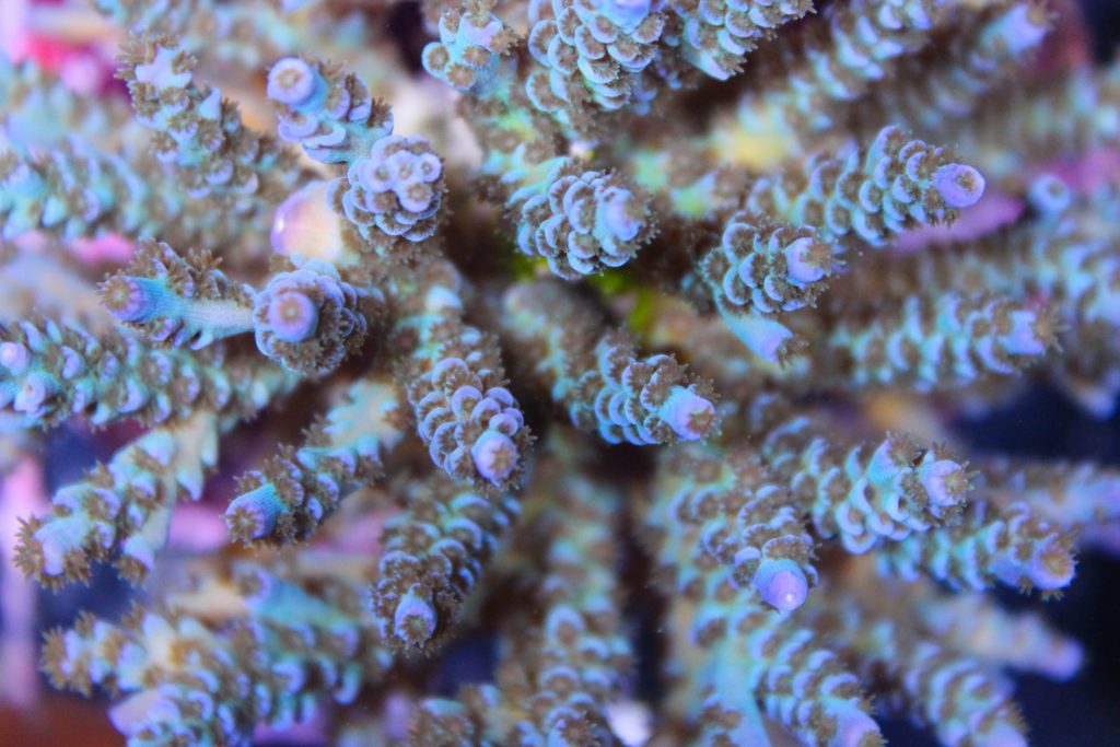 Frag Box Corals