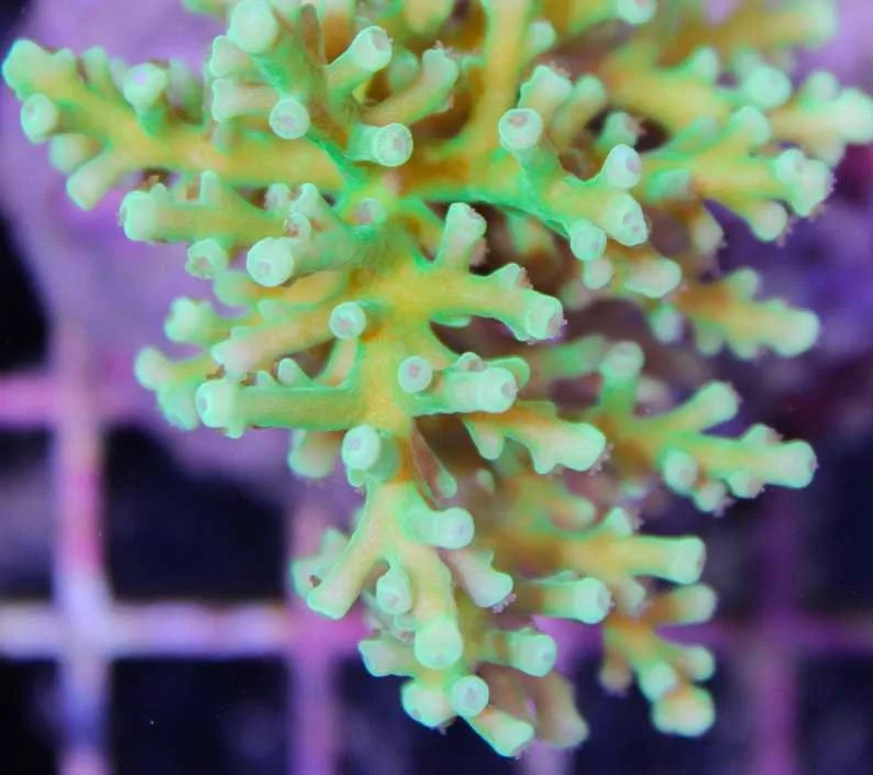 Frag Box Corals
