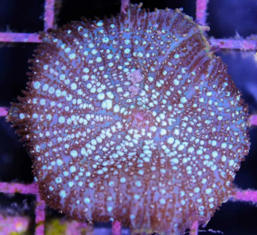 Frag Box Corals