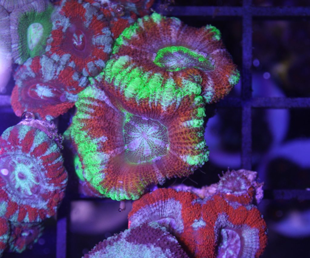Frag Box Corals