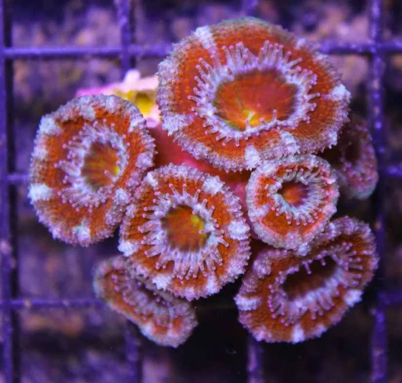 Frag Box Corals