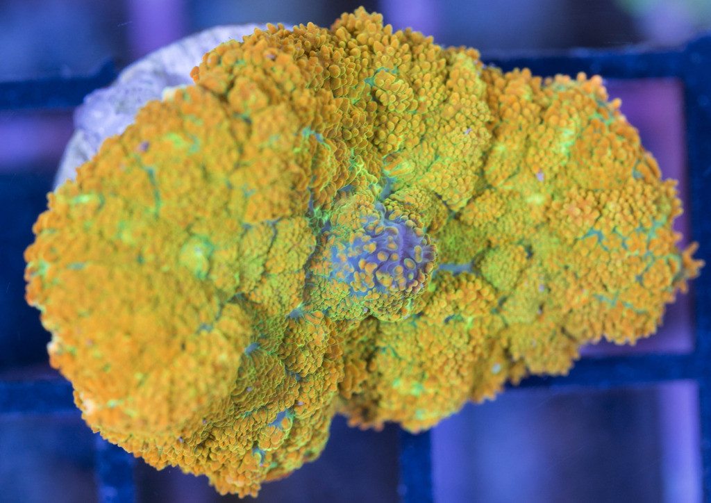 Frag Box Corals