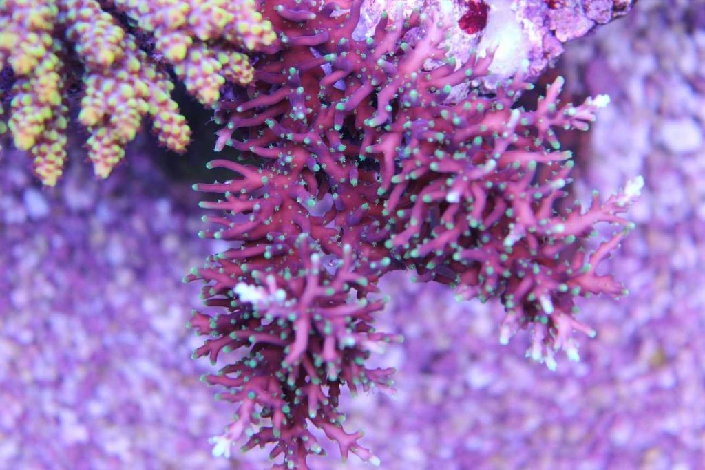Frag Box Corals