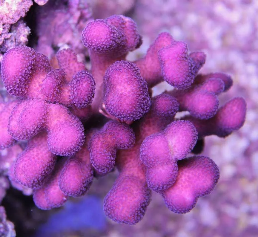 Frag Box Corals