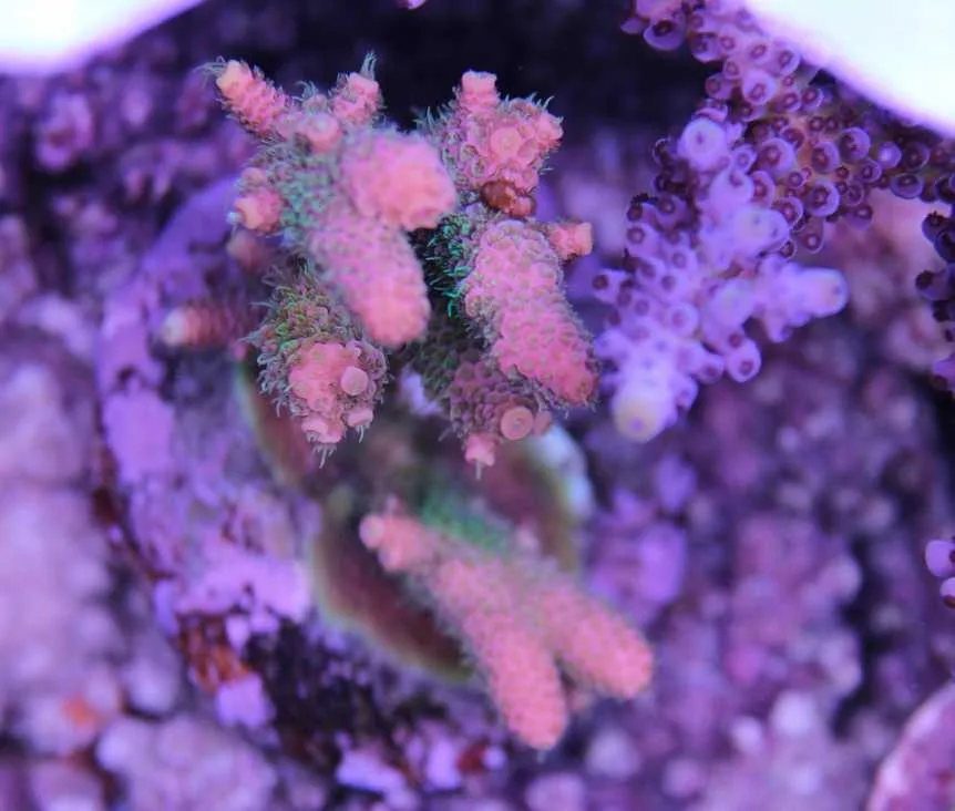 Frag Box Corals