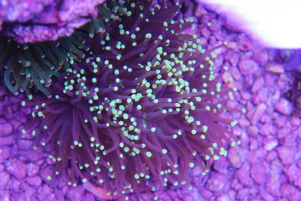 Frag Box Corals