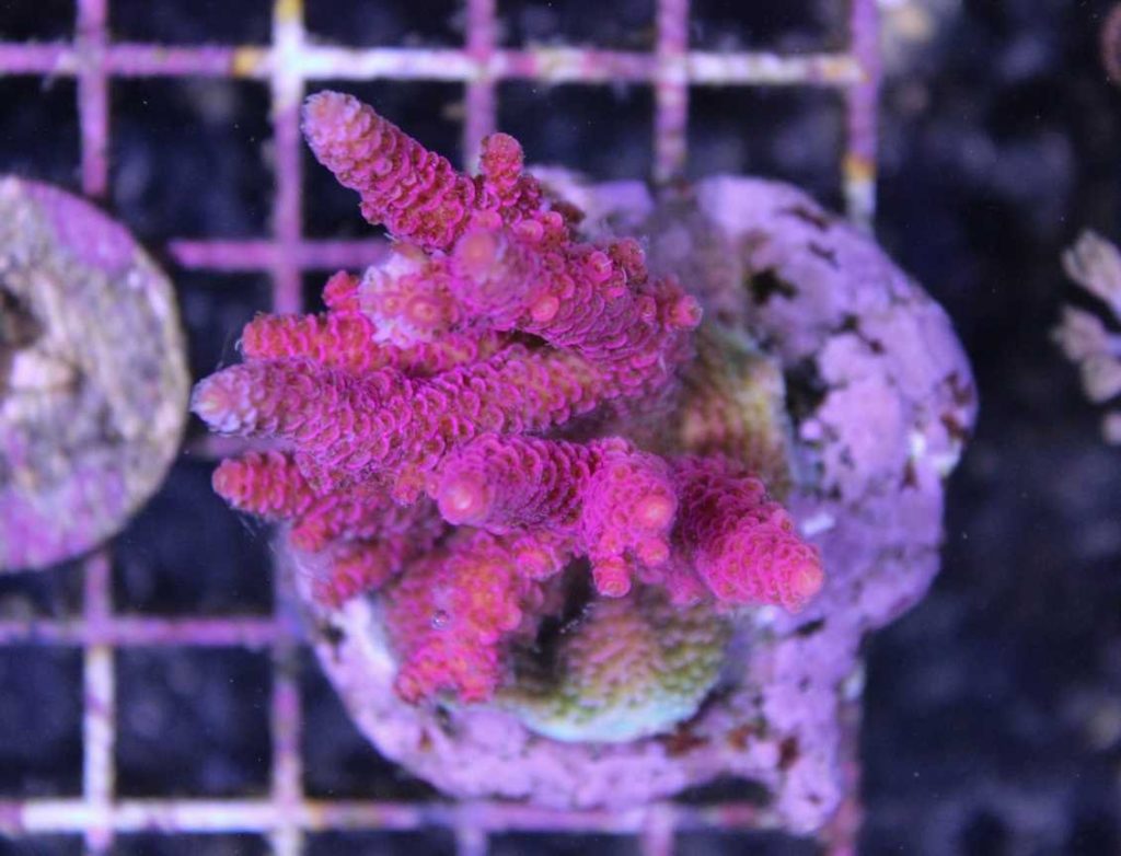 Frag Box Corals