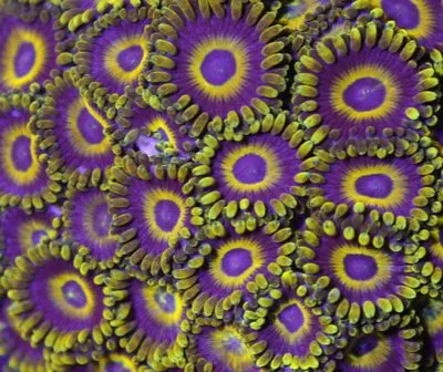 Frag Box Corals