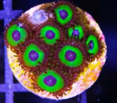 Frag Box Corals