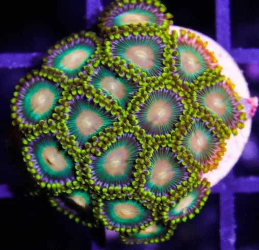 Frag Box Corals