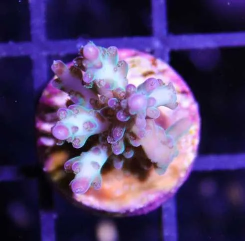 Frag Box Corals