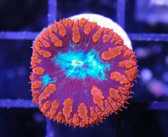 Frag Box Corals