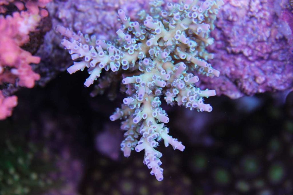 Frag Box Corals
