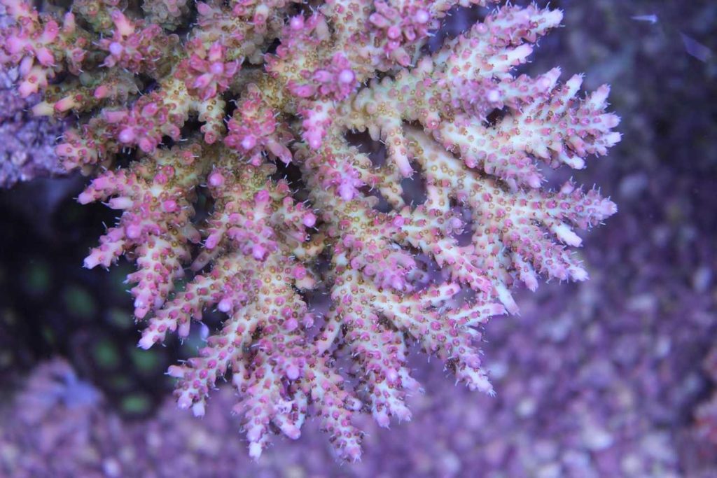 Frag Box Corals