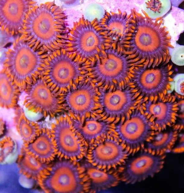 Frag Box Corals