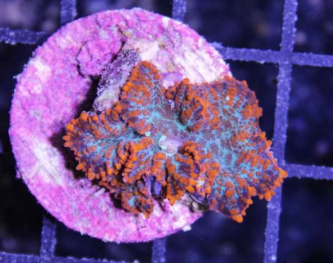 Frag Box Corals