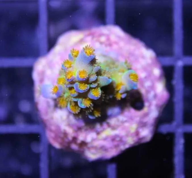 Frag Box Corals