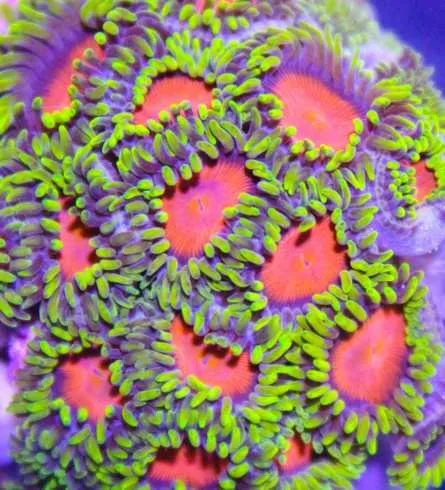 Frag Box Corals
