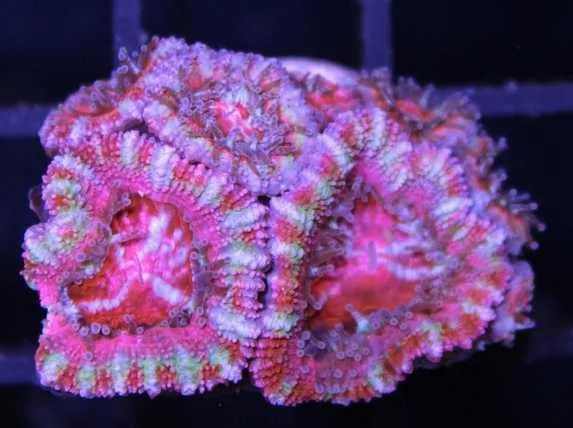 Frag Box Corals