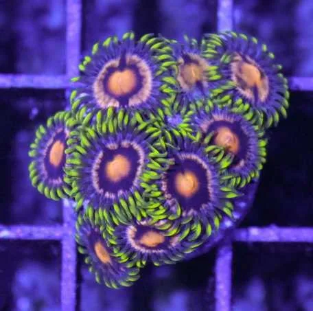 Frag Box Corals