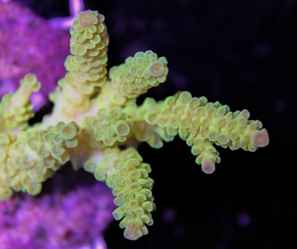 Frag Box Corals