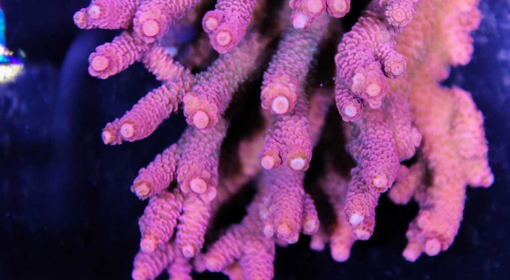 Frag Box Corals