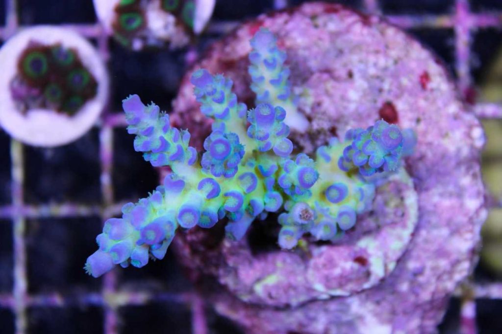 Frag Box Corals