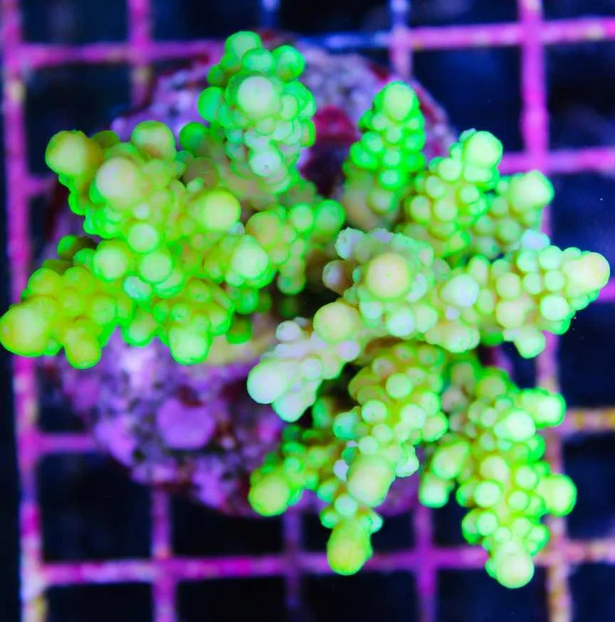 Frag Box Corals