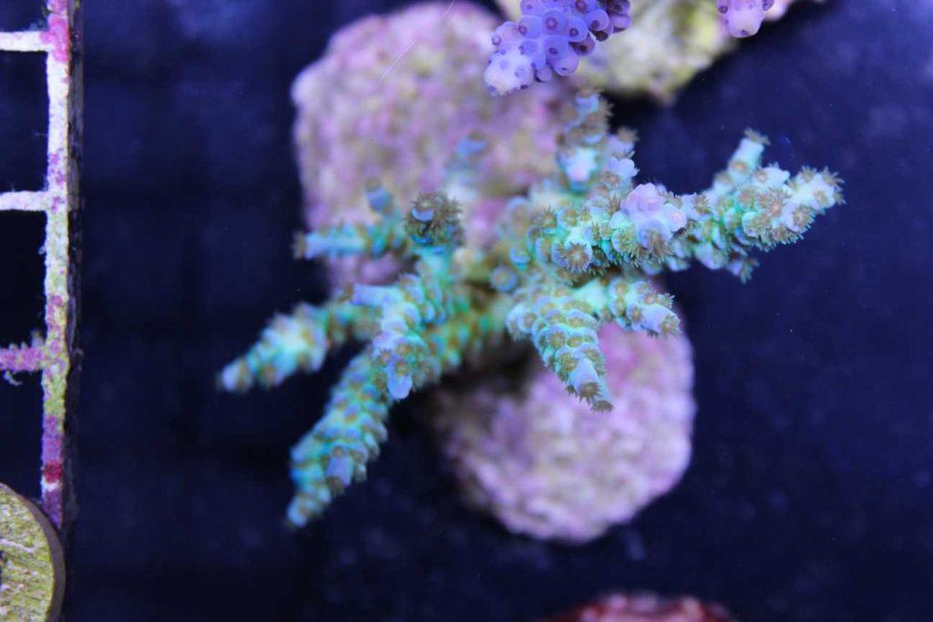 Frag Box Corals