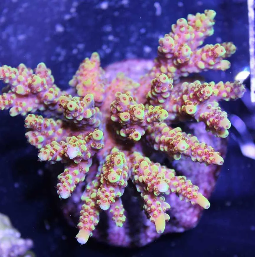 Frag Box Corals