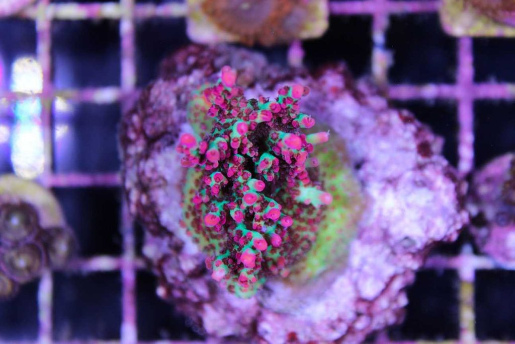 Frag Box Corals