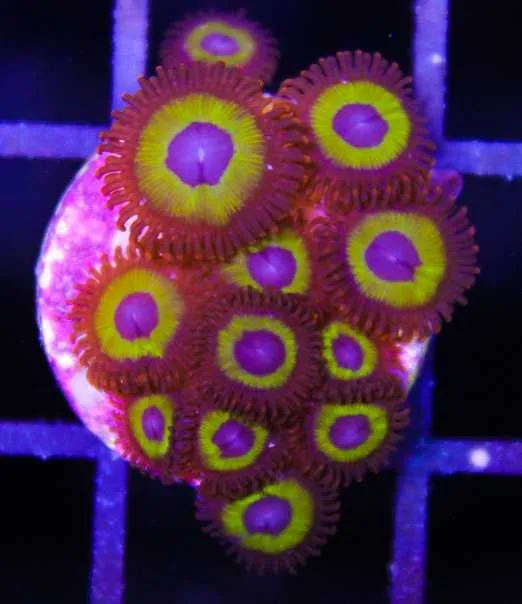 Frag Box Corals