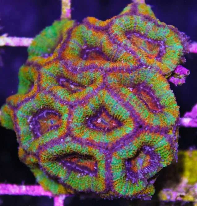 Frag Box Corals