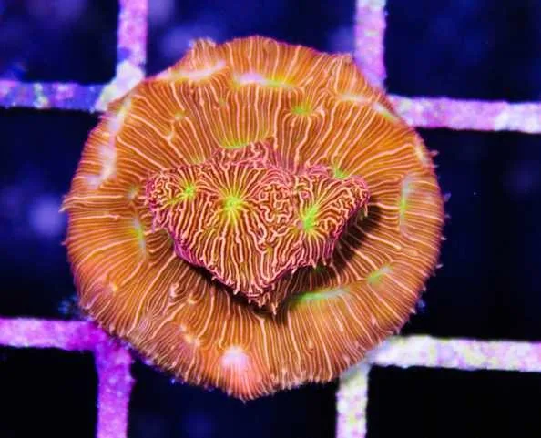 Frag Box Corals
