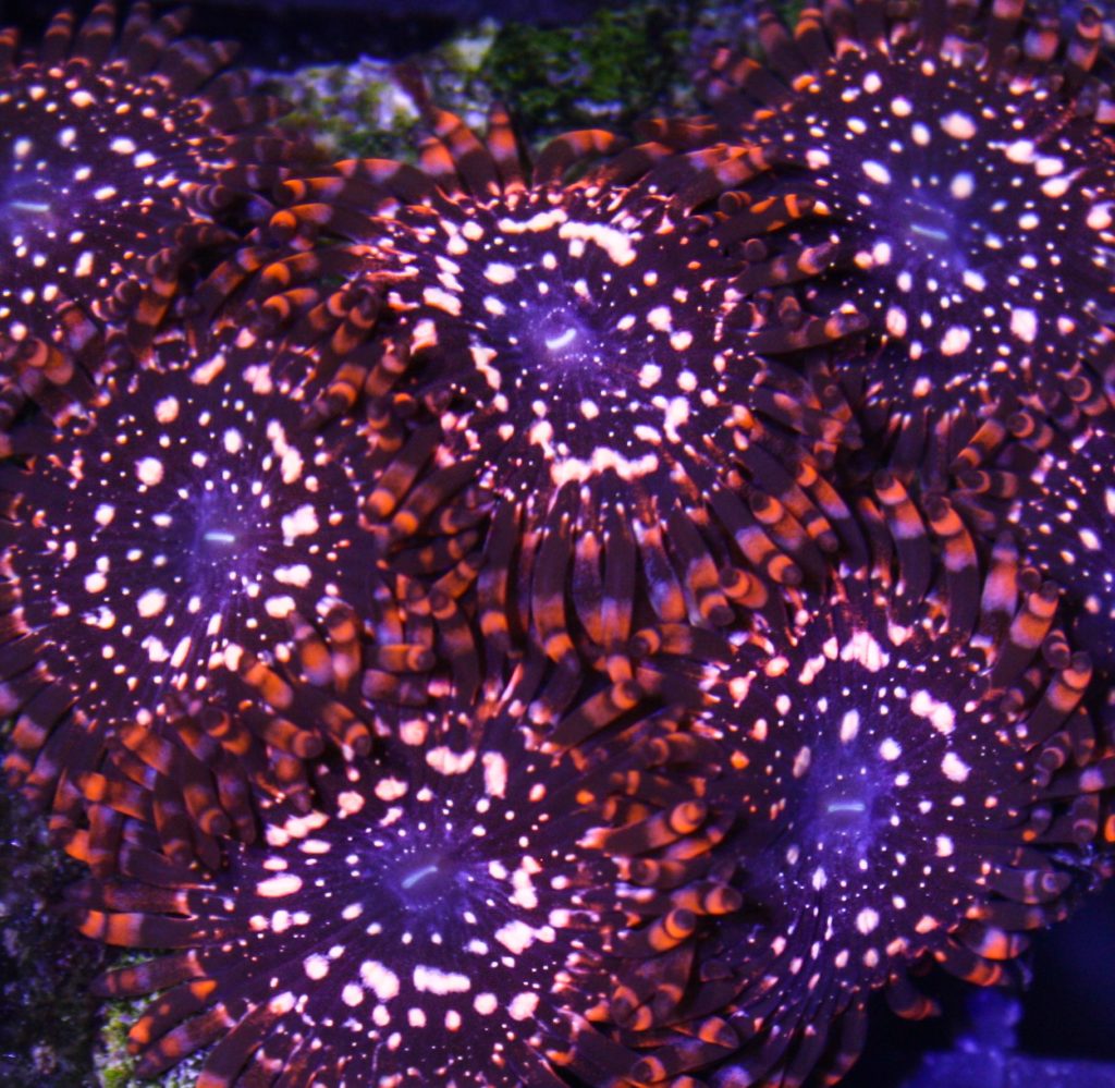 Frag Box Corals